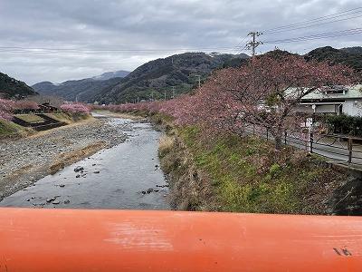 豊泉橋　２～3分咲き