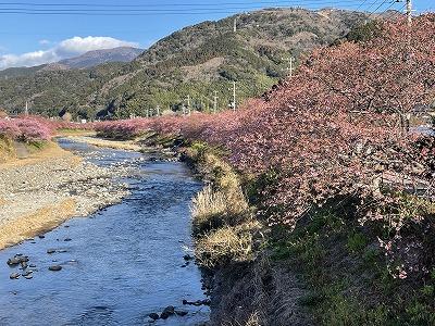 豊泉橋　3～4分咲き