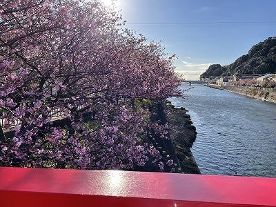 館橋　3～4分咲き