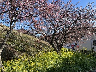 河津駅桜並木　3分咲き