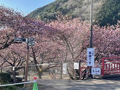 館橋　3～4分咲き