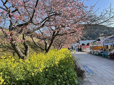 河津駅周辺　4分咲き～見頃