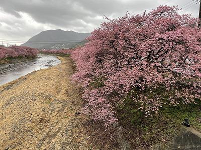 かわづいでゆ橋付近　満開