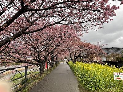 笹原公園付近　4～5分咲き