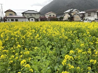 河津桜観光交流館付近の菜の花