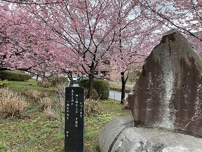 河津川河口付近　見頃