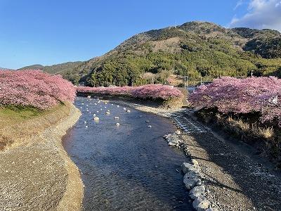 かわづいでゆ橋付近　満開