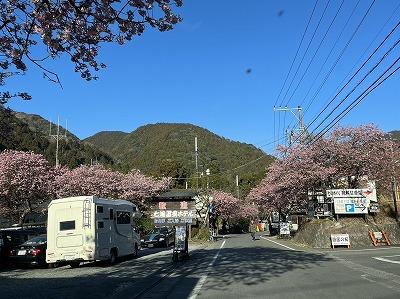 河津七滝　満開