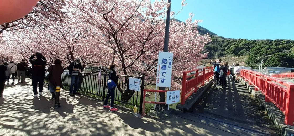 館橋周辺　見頃