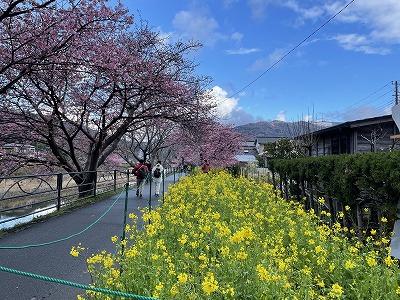 笹原公園付近　満開