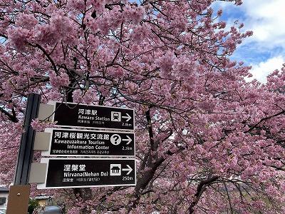 踊り子温泉会館付近　満開