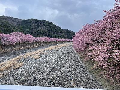 峰小橋付近　満開