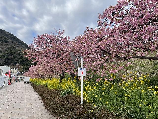 河津駅桜並木