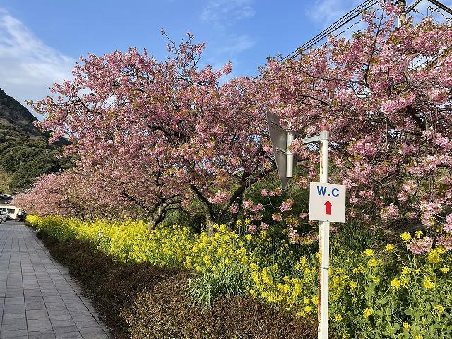 河津駅桜並木はきれいです。