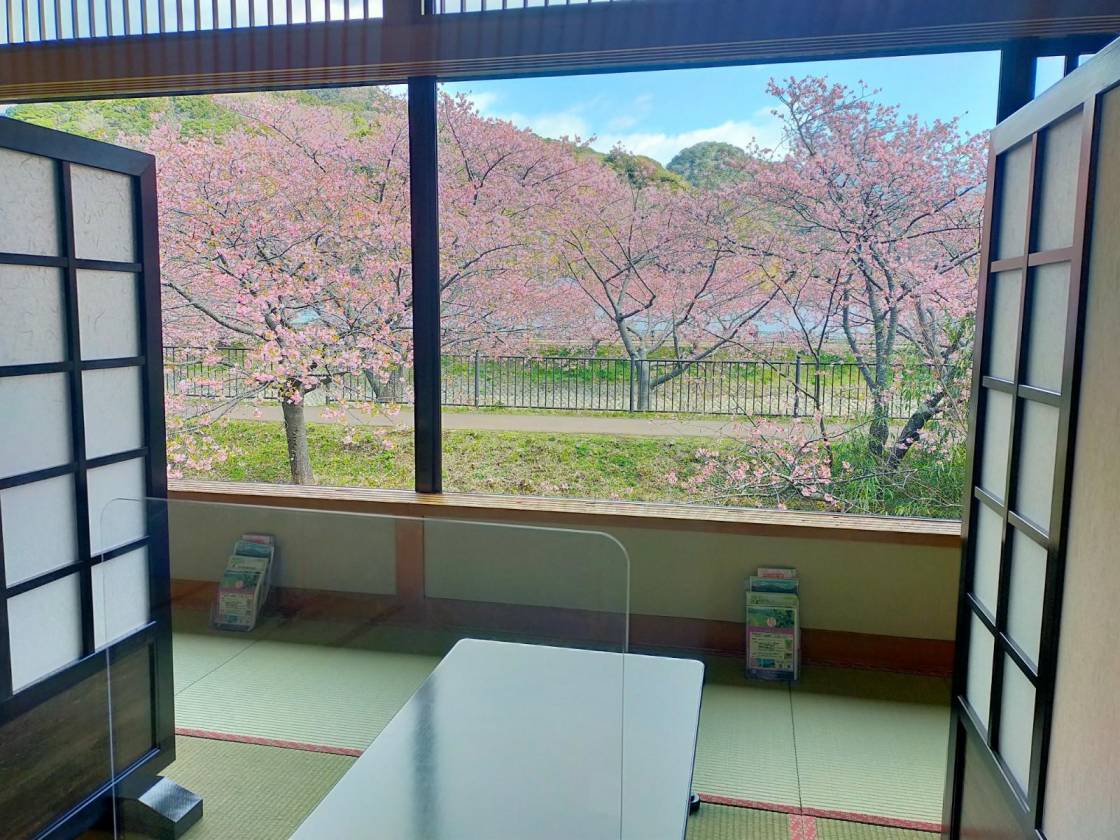 河津桜まつり「お花見弁当」予約開始！