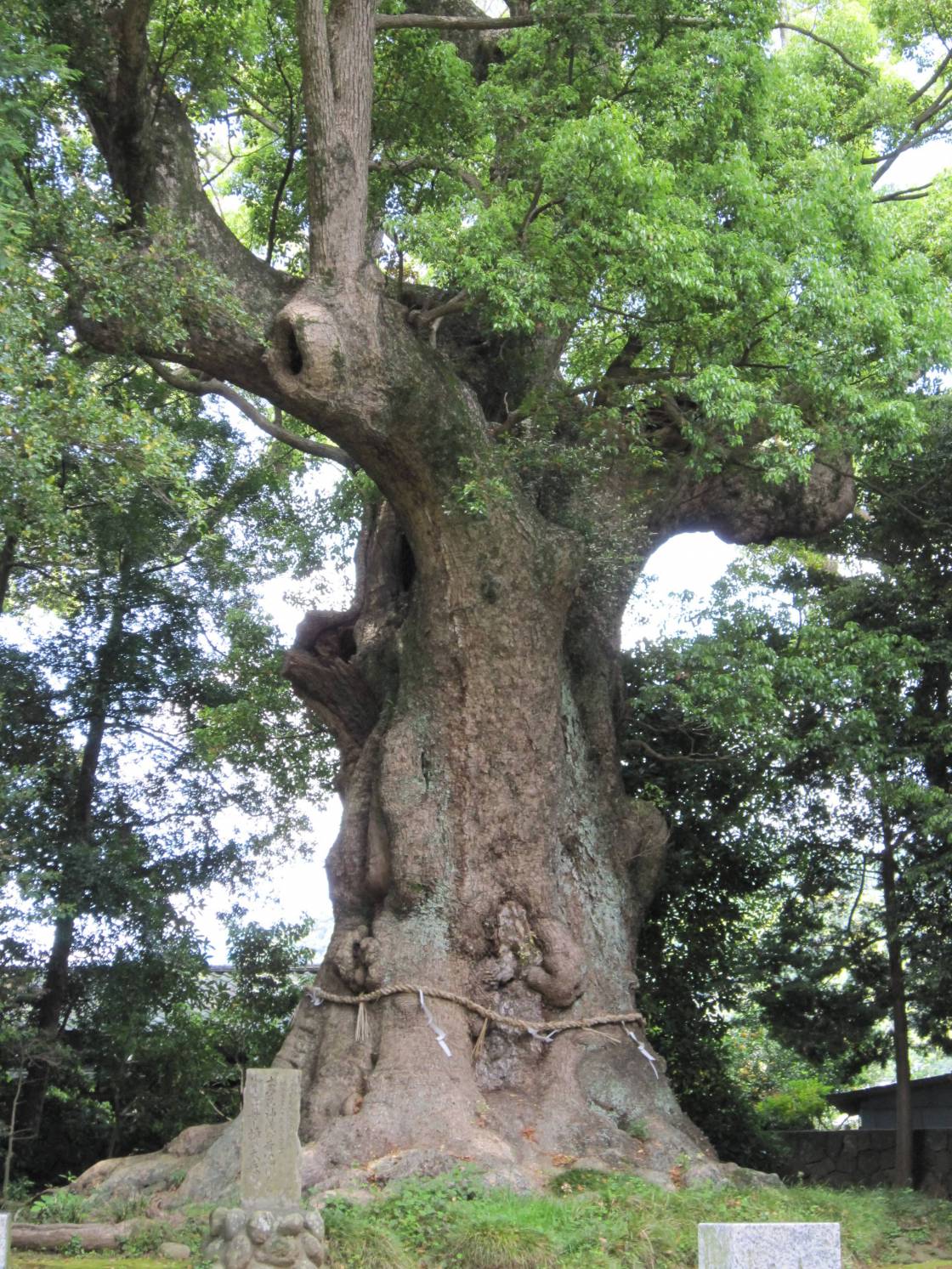 川津来宮神社の大楠