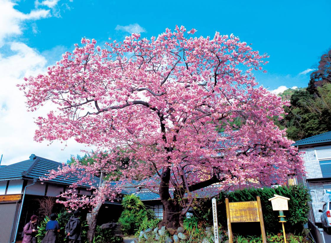 河津桜原木