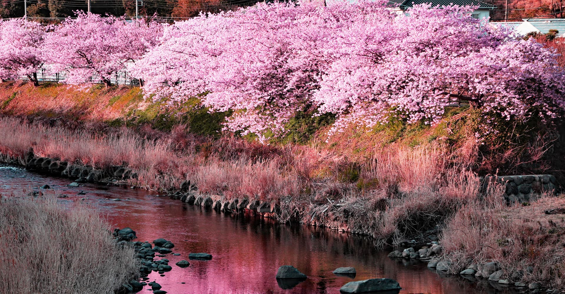 KAWAZU-ZAKURA CHERRY BLOSSOMS FESTIVAL