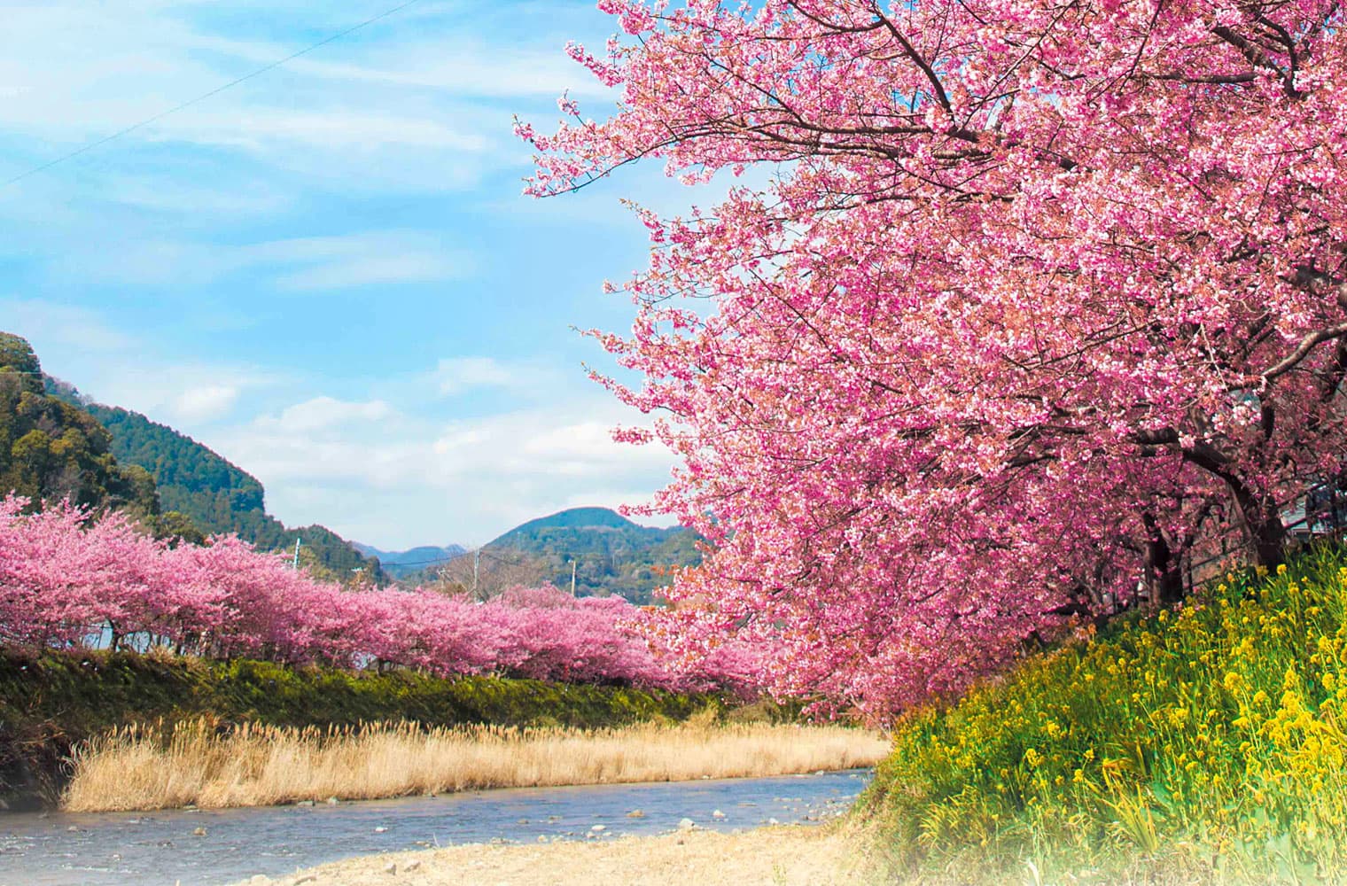 SAKURA