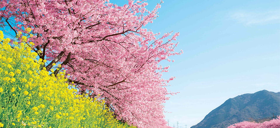 河津桜