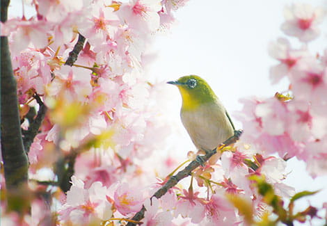 イメージ：河津町