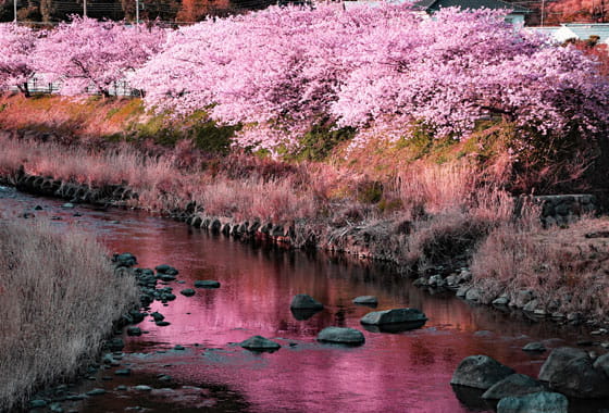 河津桜