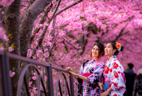 花情報 | 伊豆・河津町観光協会