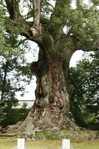 키노미야 신사의 대녹나무（오오쿠스）