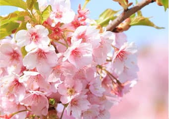 河津桜の開花時期