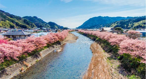 河津桜まつり