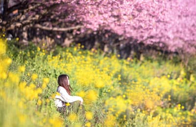 川辺に咲く河津の美しい桜たち