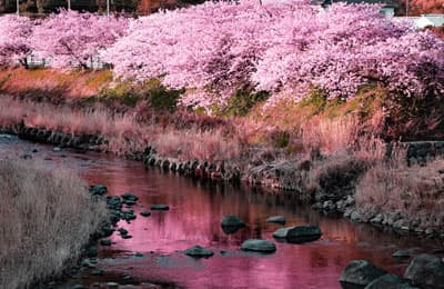 川辺に咲く河津の美しい桜たち