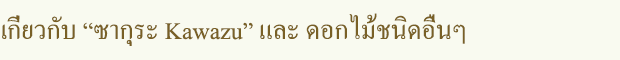 เกี่ยวกับ ซากุระ Kawazu และ ดอกไม้ชนิดอื่นๆ